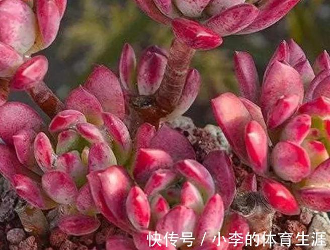 多肉红稚莲和火祭，冬季都是红的如火，但我更爱红稚莲