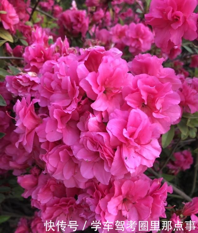 能活几十年的花,家里养一盆,还能作传家宝!