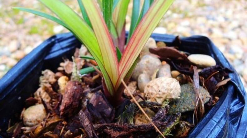 市长红，1款被名字耽误的兰花，开花勤，香味浓郁