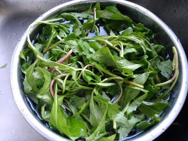 红梗|农村路边常见却不起眼的野菜,却是能治病的,对于咽炎效果特好!