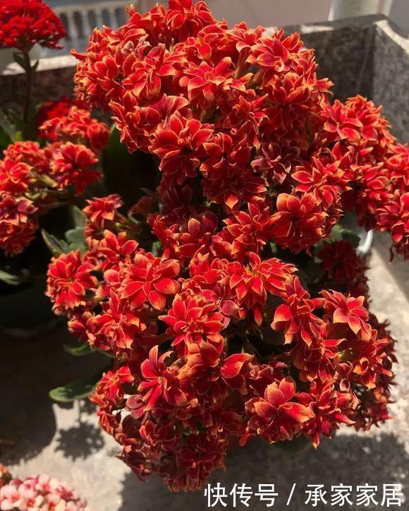 6种花天热会休眠，千万要少浇水，不然3天只剩盆