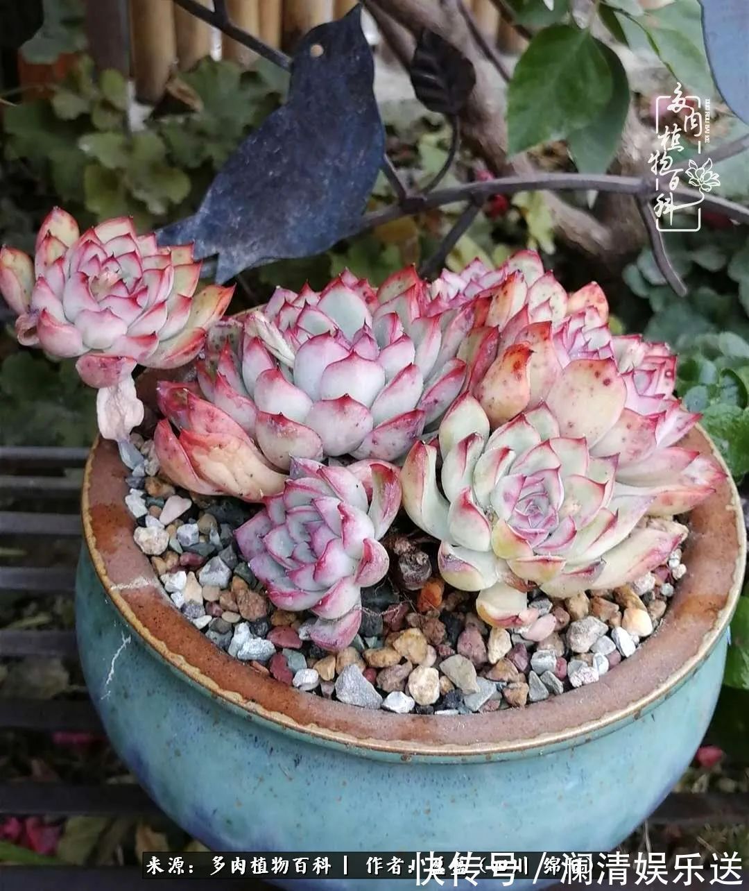 一定要爱着点什么,恰是草木对光阴的柔情!