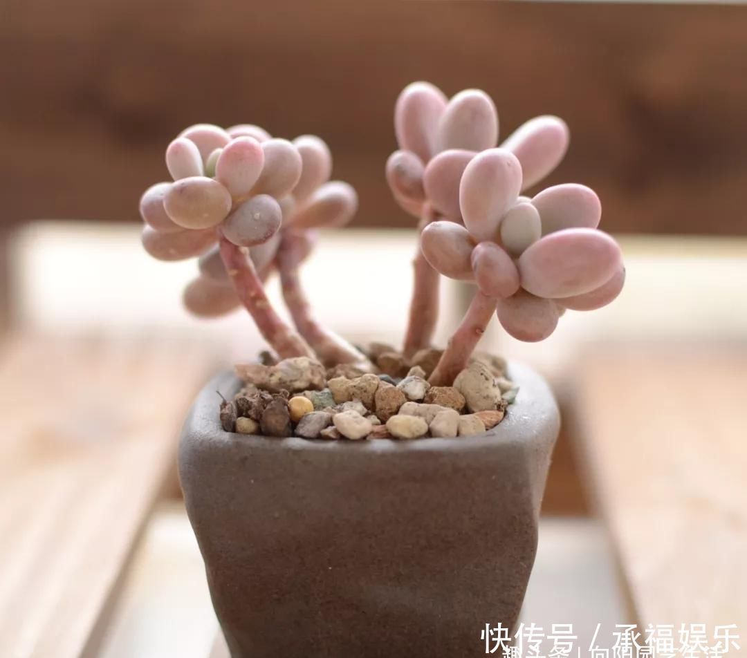 多肉植物中的“美人”,叶片圆滚滚,粉嫩嫩的,女朋友看了都嫉妒