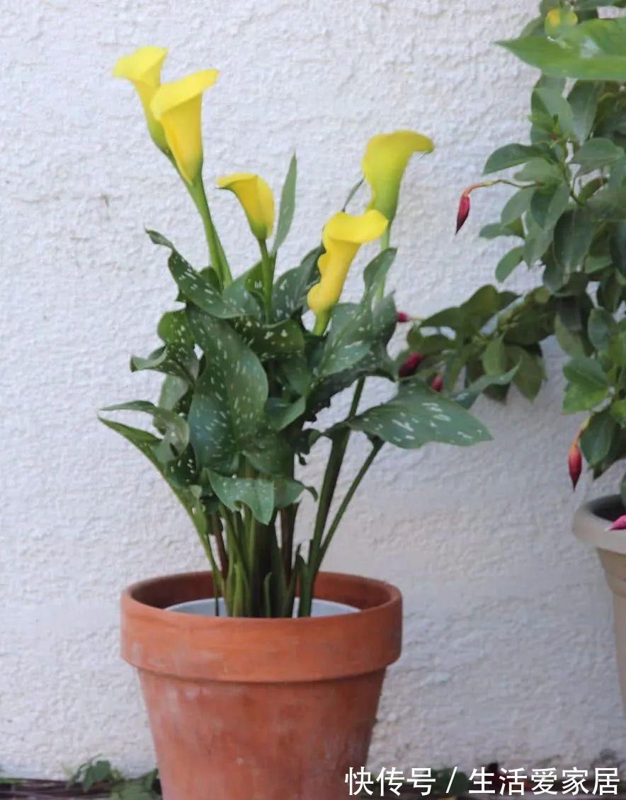 福建人爱养花草盆景,他们对花草形态是有“高要求”的!