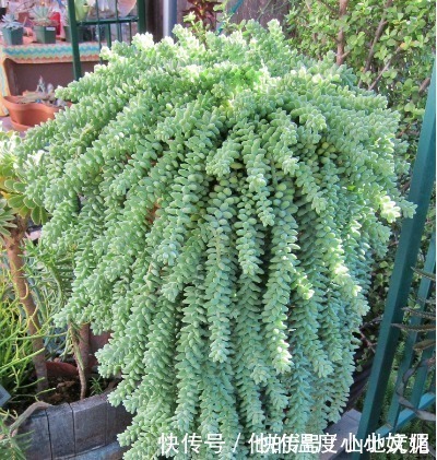 多肉植物|夏天养4款“景天多肉”,便宜好养,花苞红彤彤,呼呼窜成肉瀑布