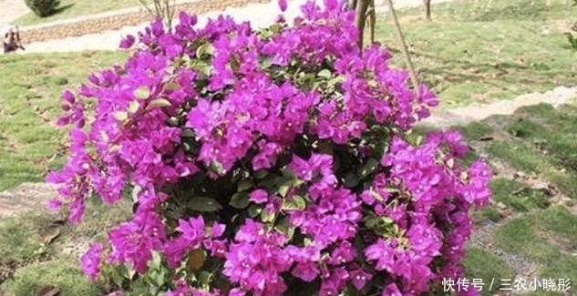 三角梅|三角梅花色绚丽,花期长,易栽培,栽种三角梅要注意什么?