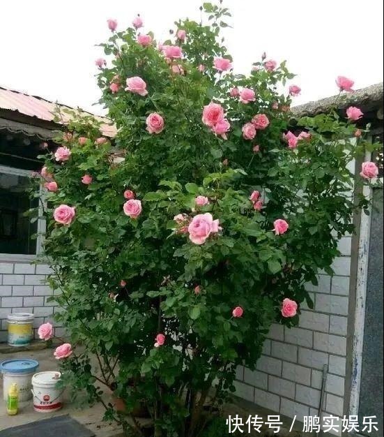 门口养棵大花树,风吹就开花,20年变成传家宝!