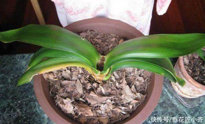 浇水|君子兰烂心怎么办？这是不可逆的，只要救治合理，就能变成群兰