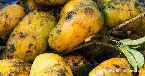 紫苏|女性不想老太快,多食4种食物,排毒素清,补血美容,滋养肌肤!