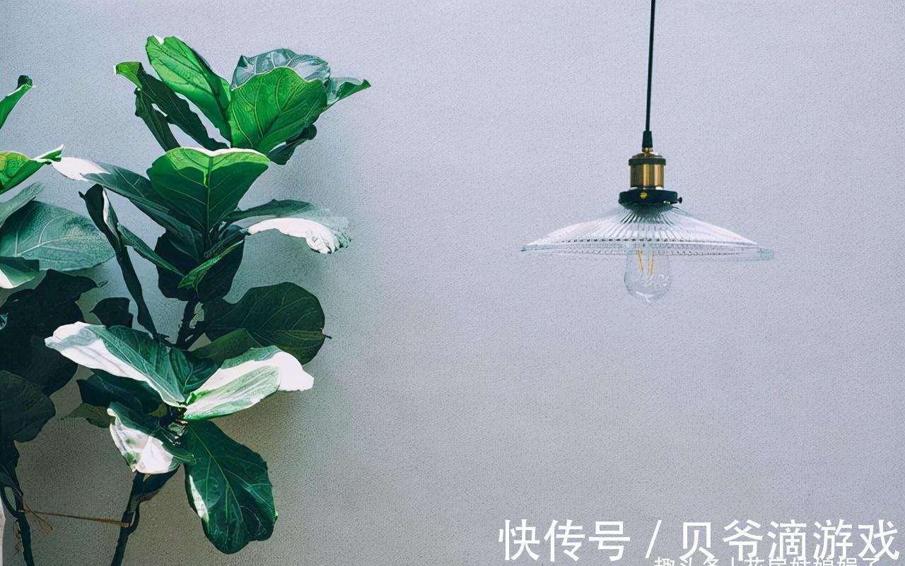 幸福树|喜欢养花也不要忽视绿植的作用,室内选择这4种绿植养,美观大气
