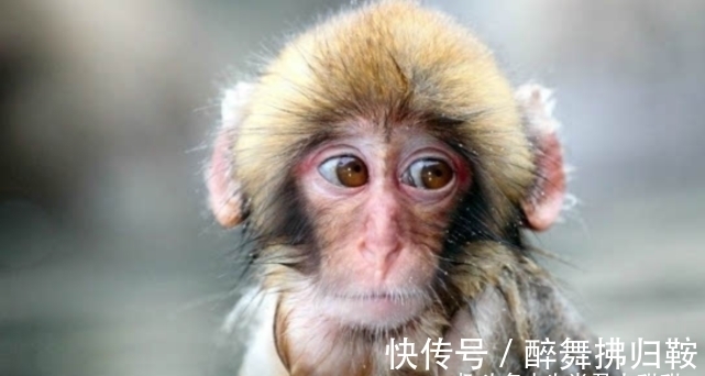 生肖猴|喜笑颜开桃花来袭，2022年1月下旬，生肖猴成功告别单身贵族称号