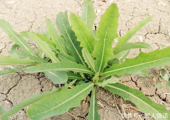 明目|农村一种野菜是“抗肿瘤之王”,清热解毒,凉血明目,你认识吗