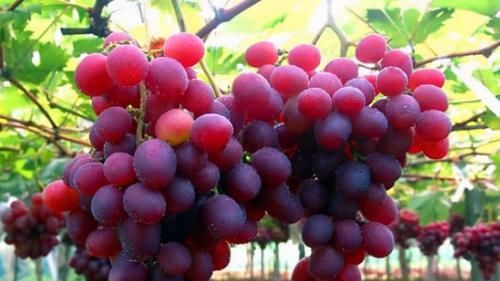 排毒养颜|女性到中年,常吃养生食物,降压排毒,延缓衰老,吃了肌肤好