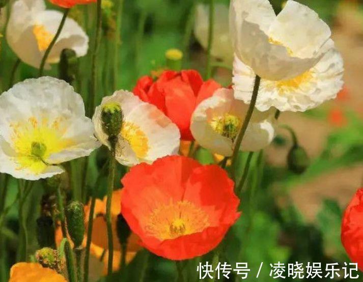 虞美人|此款花卉便宜又好养，丢到阳台，四季有花开，冻不死晒不死