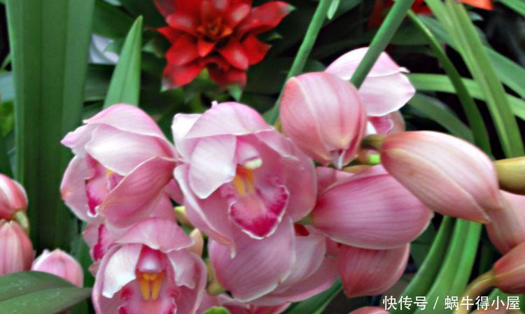 几款花卉全年开花不停,芳香四溢,养在家中香飘满屋