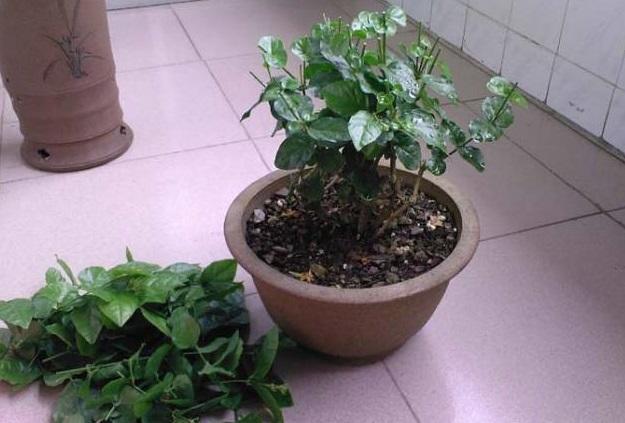 茉莉花开花少,这不是问题,教你几招,花枝都是花苞