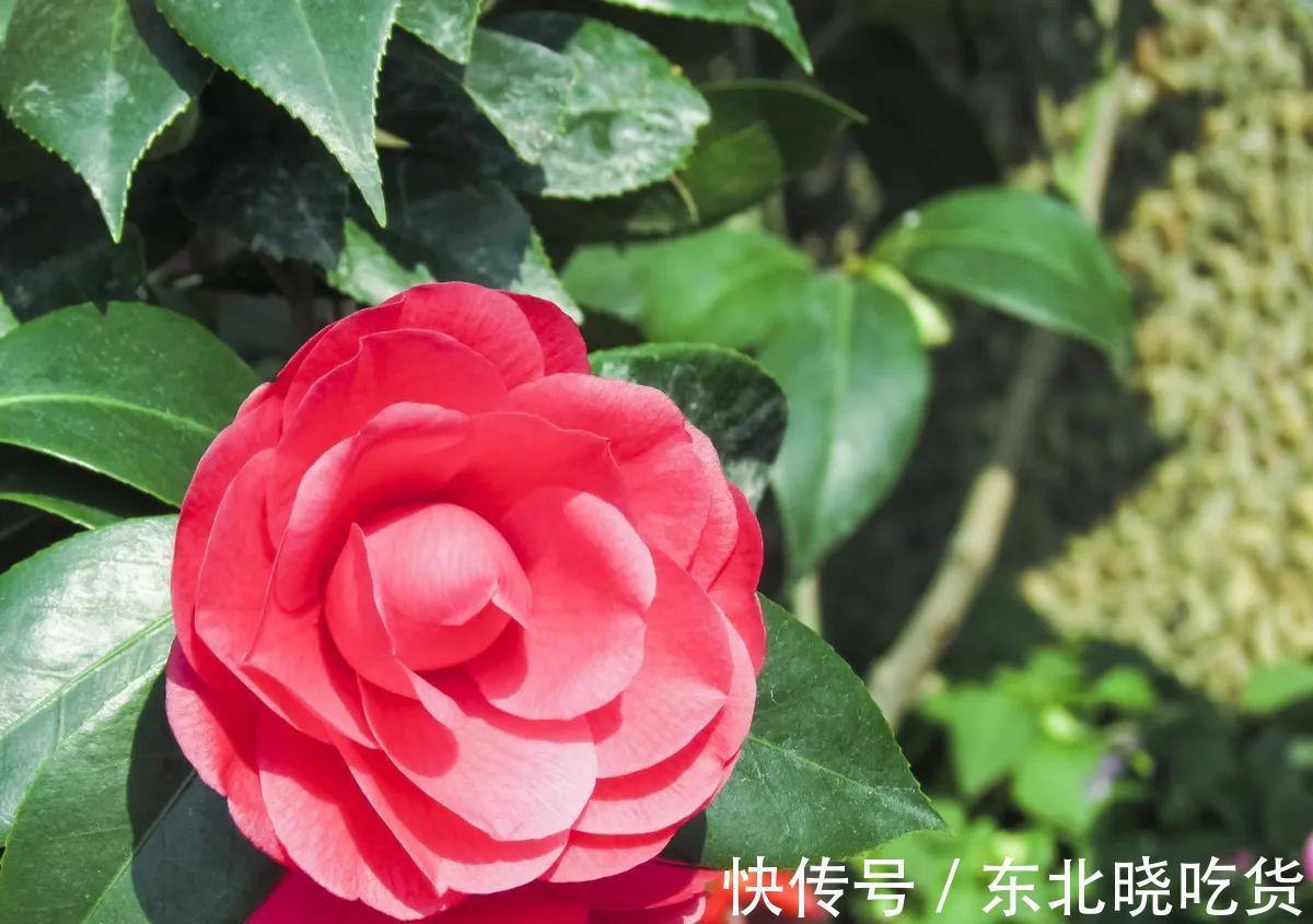 揭开茶花的真面目，很多人对其有误解，不要再犯傻，花朵很漂亮