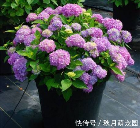 爆盆|4种花深受花友的喜欢,开花爆盆很简单,冬季一样能开花