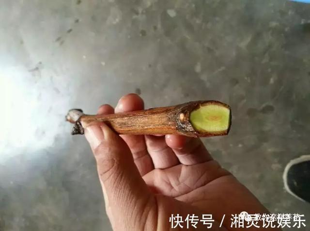 种阳台葡萄|葡萄树掌握2个小窍门,轻松繁殖10盆,种阳台葡萄吃不完!