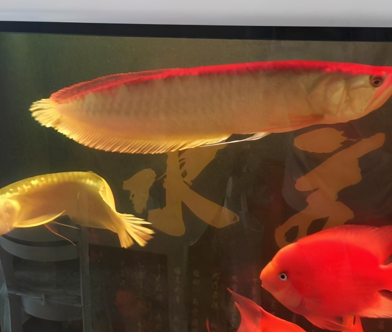 东莞一钓鱼人河边发现“龙鱼”，网友一条值几百，赚大了