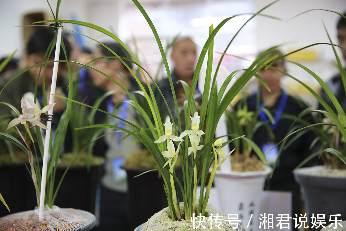 叶子肥|8种“吉祥花”，客厅养一盆，高贵又大气，养人又“旺家”