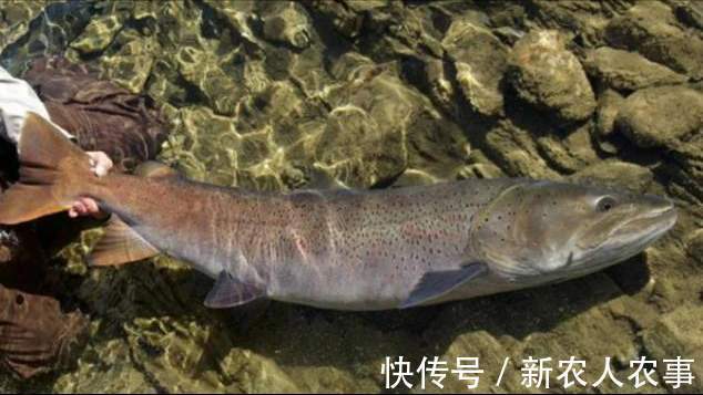 大红鱼|河南一男子冒着严寒夜钓,意外收获9斤大红鱼,到底是哪里来的?