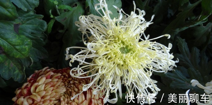 名菊|喜欢菊花,不如养盆“珍品名菊”绿窗纱影,似长发少女,纱影朦胧