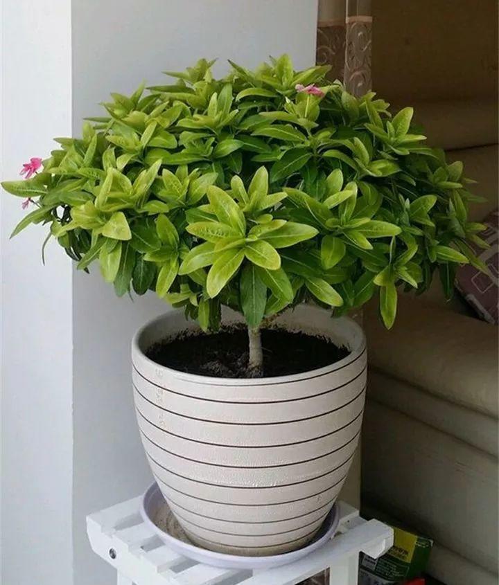 棒棒糖|5块钱一盆的花,养1年变老桩,身价翻了上百倍!