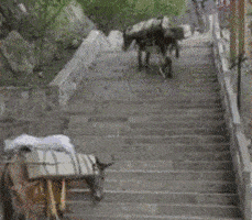 |搞笑GIF段子:家里的蚊帐都快被这傻狗的玩坏了