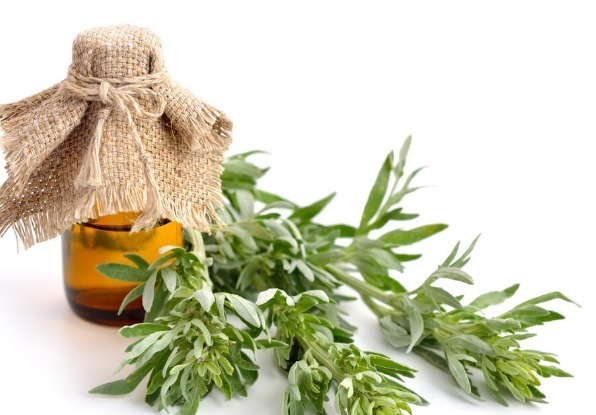 野菜|春天挖野菜,送你56种野菜大图片,带你见识不同的野菜和吃法