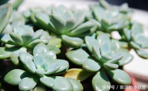 盆花|一片叶子就是一盆花,这种多肉叶子沾土就生根,枝条壮实养成老桩