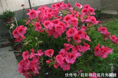 盆栽|养花就选这种，呼呼开花停不下，阳台轻松变花海，可美了！