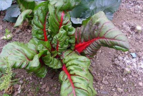 野菜|能够保持爱吃野菜、排毒、美容、明目、消炎、促进血液循环！