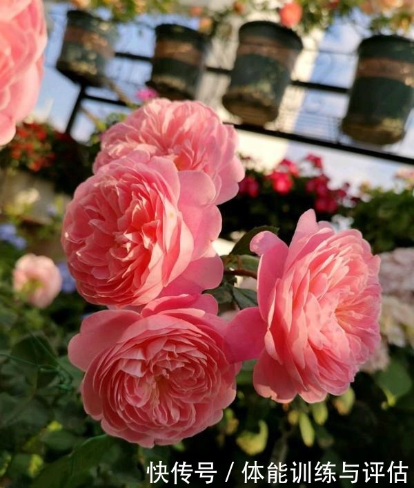 他痴迷养花,露台养了100多盆花,盆盆美爆,惊艳全小区!