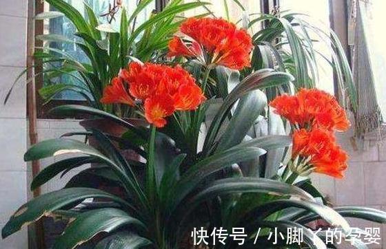 冬季养君子兰,2种垃圾扔盆里,做好2点,根系壮开花旺