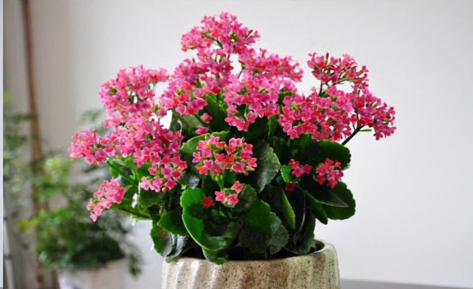 茶花|天气冷,六种花要干养,少水多晒才健壮,养成老桩更旺家