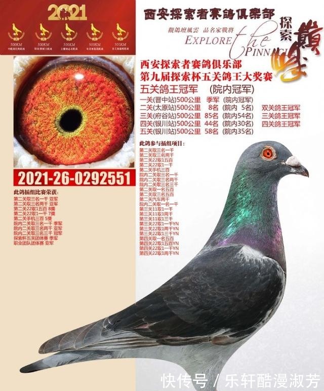 職業(yè)賽場(chǎng)|職業(yè)賽場(chǎng)哪家強(qiáng)且看這批2021年實(shí)力冠軍鴿王