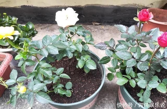 高春|扦插月季不生根黑杆用这种“神奇土”,10天生根,成活率高