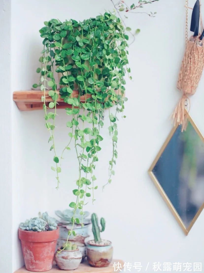 强光|八种命里带“钱”的植物,家里养一盆,招财又旺运,你家养了几种