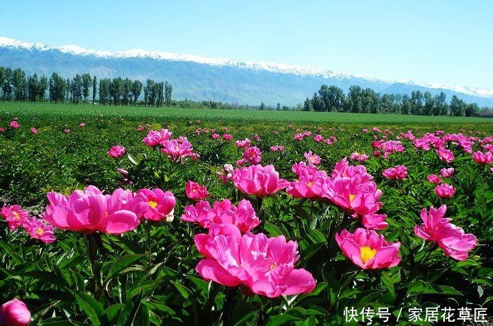 牡丹花|芍药不是牡丹，却能和牡丹相媲美开出漂亮的花，养上一盆棒极了