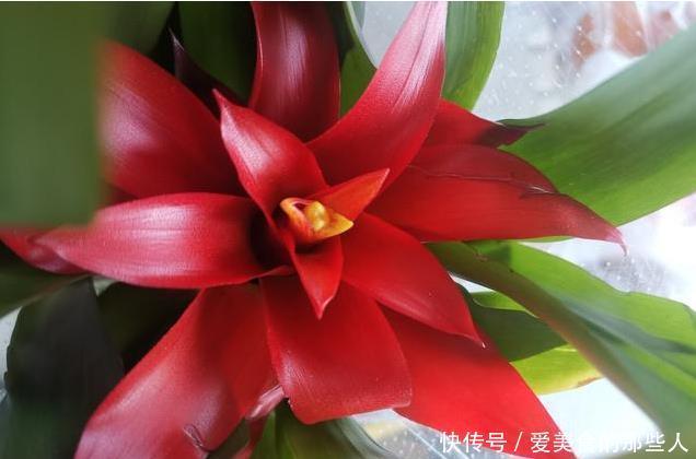 真正超长待机的花草排名,选一盆养家里,花期长,天天都能赏春天