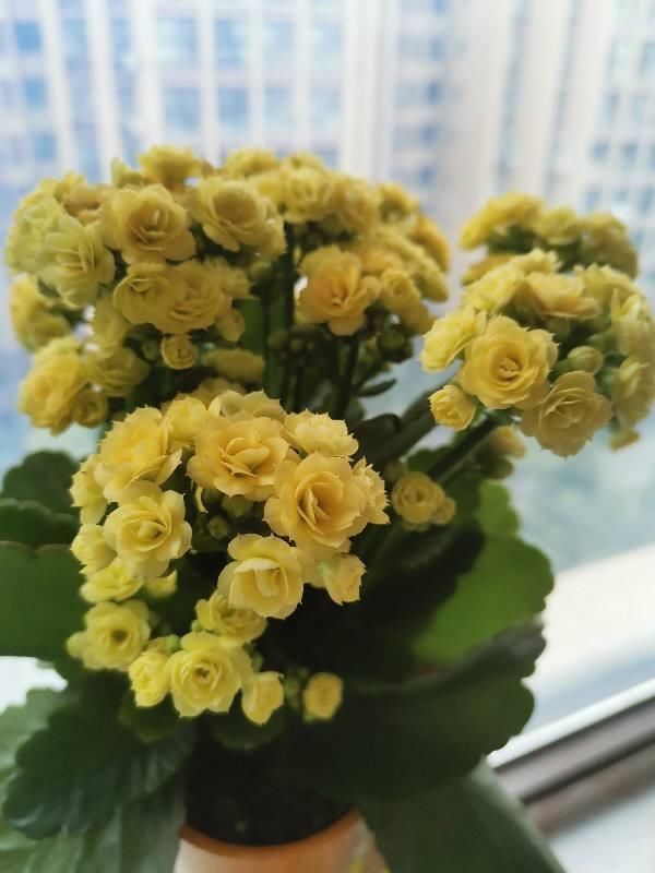 花友|塑料袋可是养花好东西，套住长寿花，咕噜咕噜冒花苞