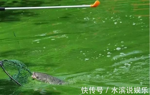 青鱼|看鱼星辨别鱼种,每一位钓鱼人进阶必学技能