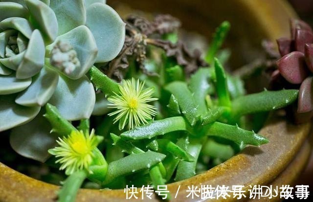 花芽|多肉长出“小尾巴”,别犹豫快掐掉,否则易萎蔫,摊成“一张饼”!