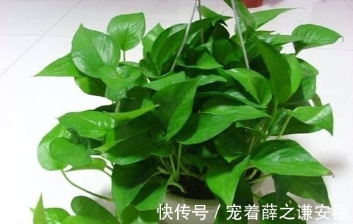 家里养盆绿植物,空气清新没异味,皮实好养长满盆,适合新手!