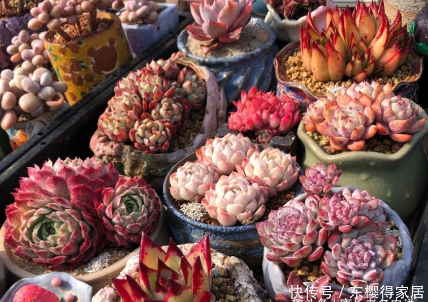 阳台|阳台养多肉容易徒长?新手朋友不妨试试这些品种,相信你不会失望