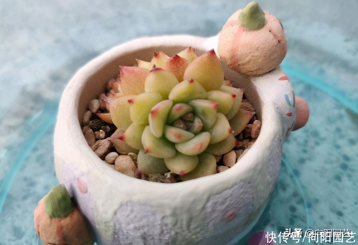 夏天|夏天养多肉，必做这3点，否则就黑腐！原来露养多肉也有缺点