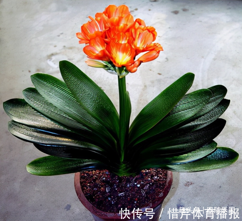 3种“养人花”,好看好养又能净化空气,越养越“贵气”!