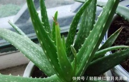 不小心将“芦荟”叶子掰断了,把它放在水里,结果这样了……