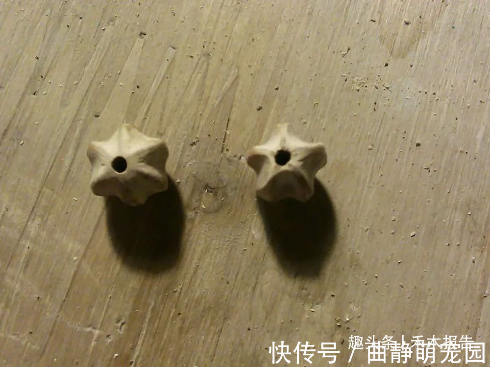 岭南采药录|酷似枣子,儿时一捡十几斤,果核可用来做手串,果肉还能除冻疮